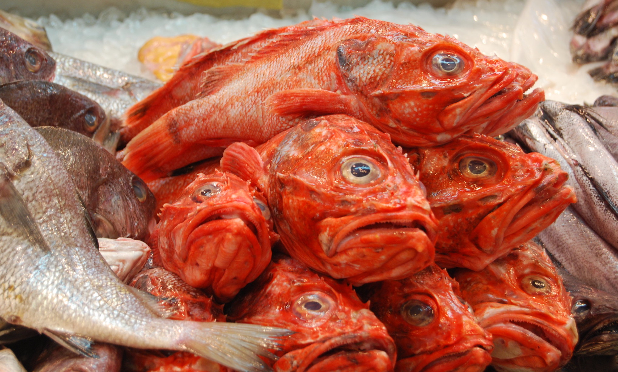Рыбы харизма. Дохлая рыба магазин СПБ. Розовая рыба можно кушать фото. Ржавая рыба можно ли есть. Рыбу можно любую