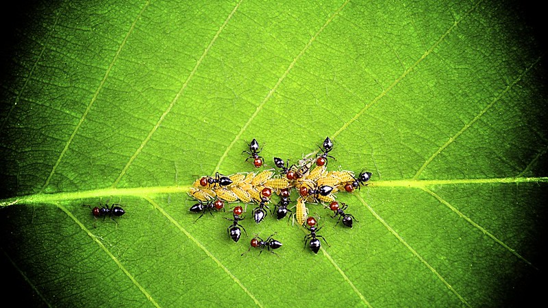 Геополитика муравья: история одной глобализации, великой и ужасной